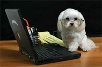 puppy with Laptop